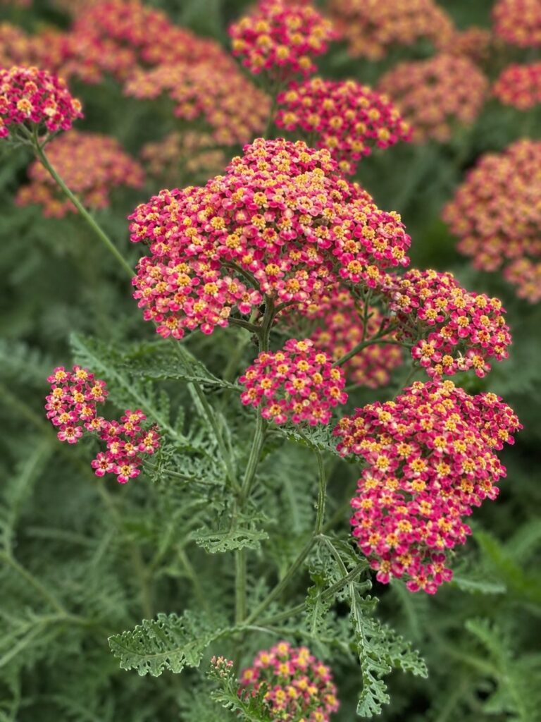 Achillea Paprika op de kwekerij