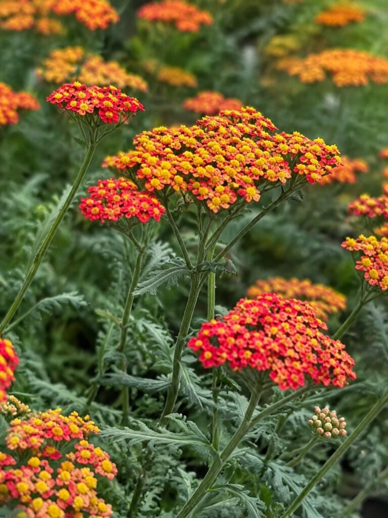 Achillea Walther Funcke op de kwekerij