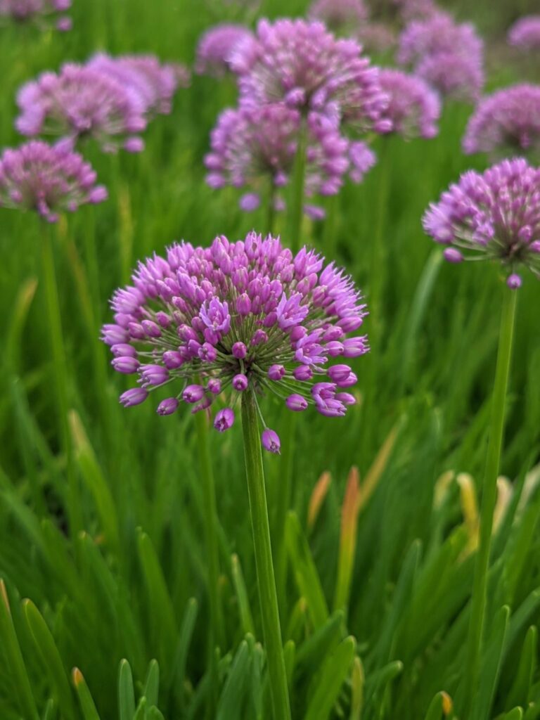 Allium Millenium op de kwekerij