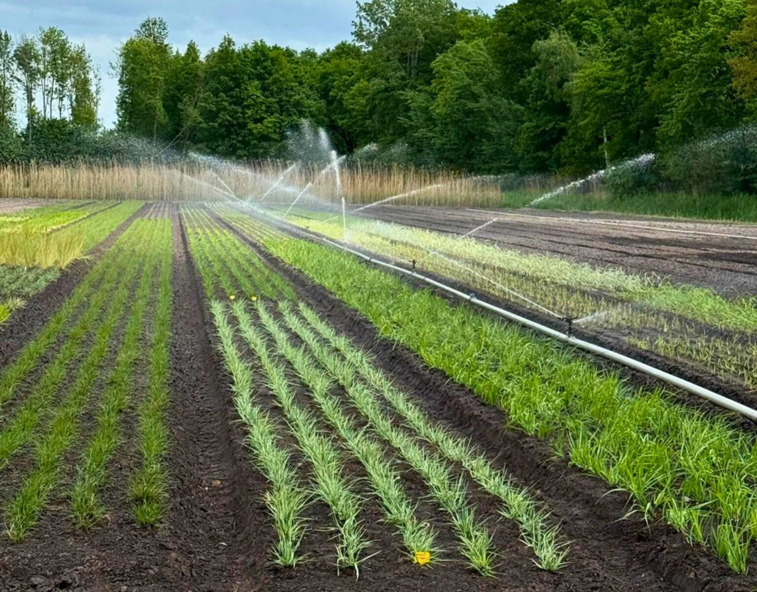 Beregening van de velden op de kwekerij
