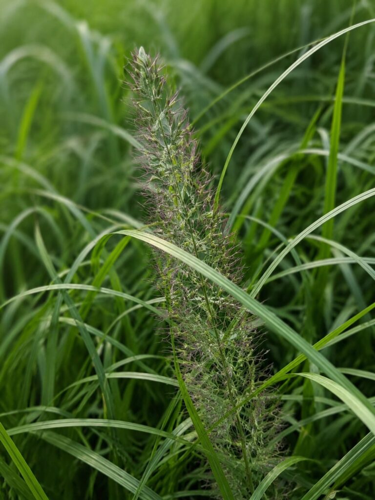 Calamagrostis Brachytricha op de kwekerij