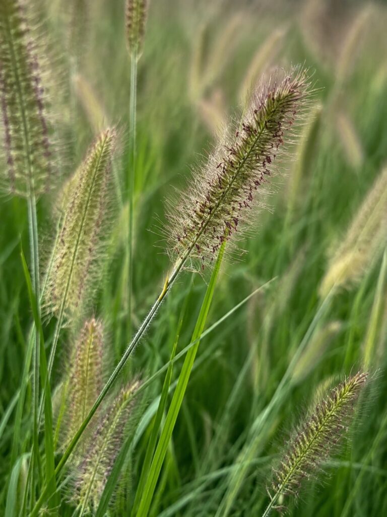 Pennisetum Hameln op de kwekerij