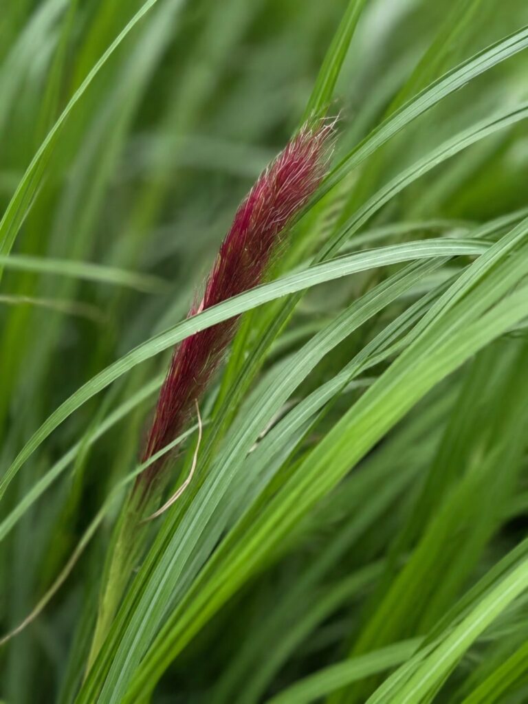 Pennisetum Red Head op de kwekerij