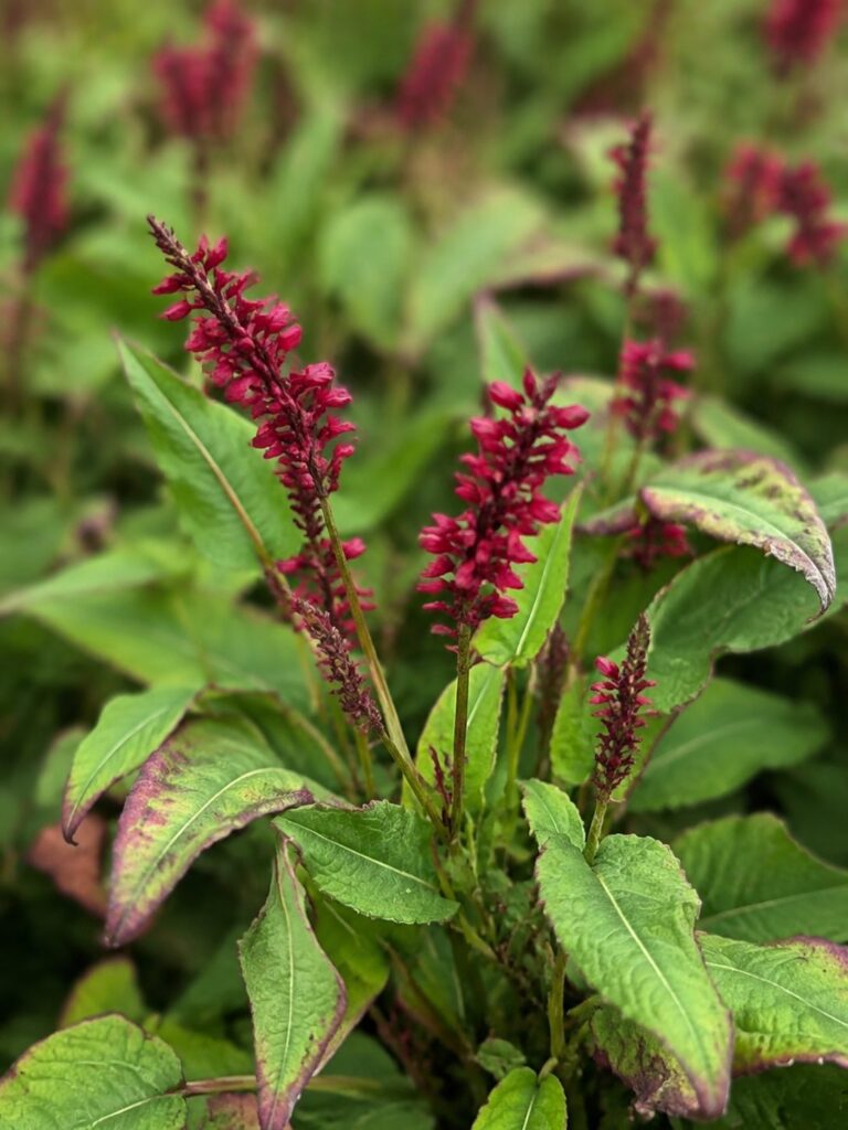 Persicaria Speciosa op de kwekerij