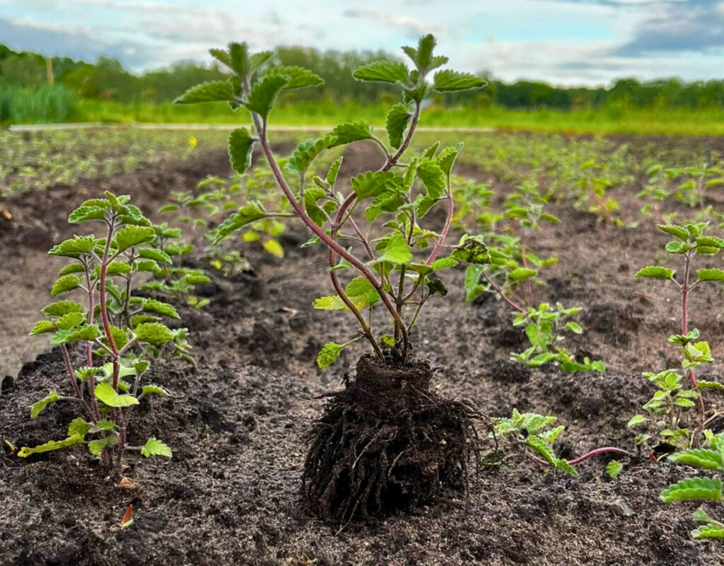 Detailfoto van een plant op de kwekerij