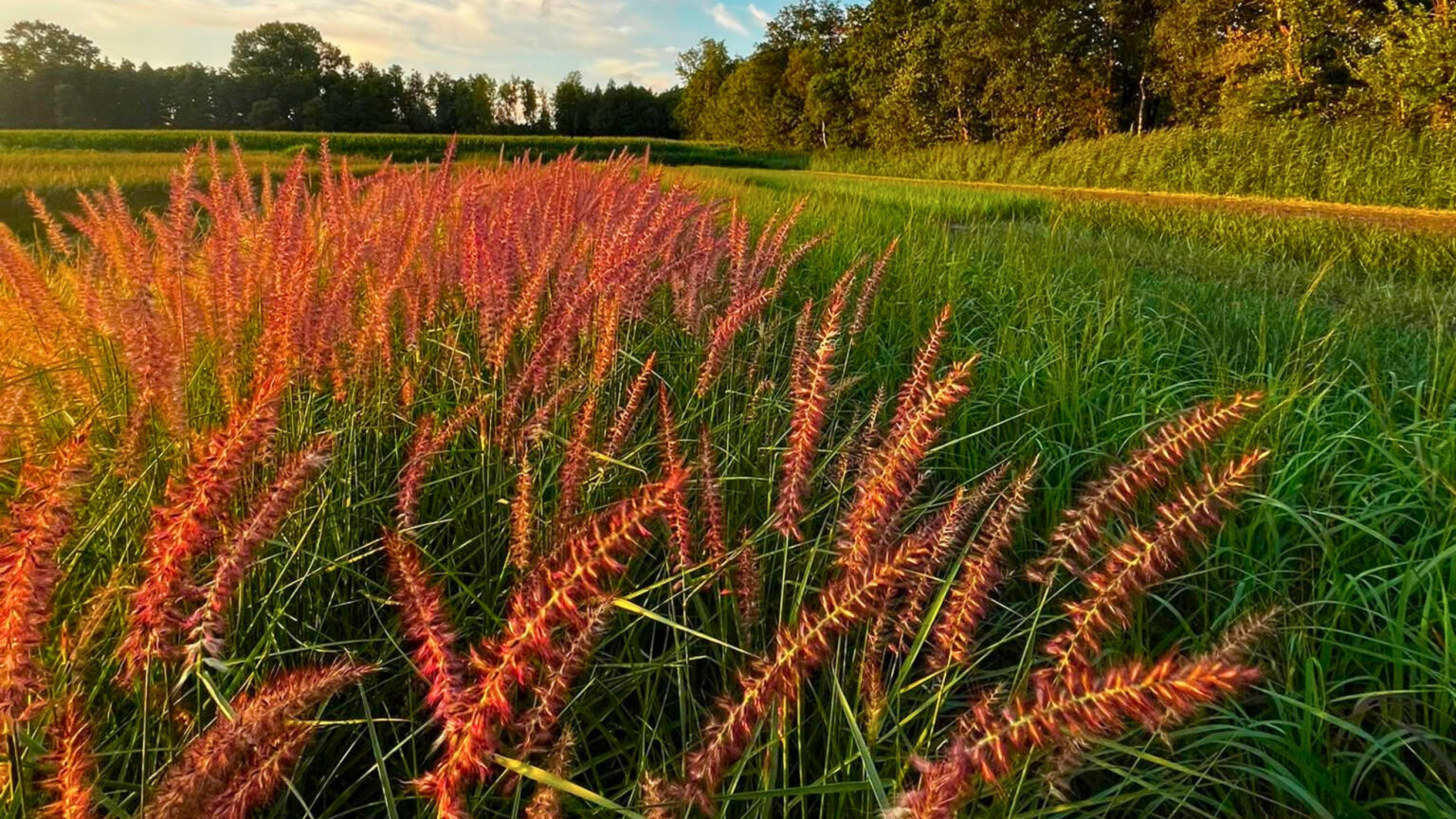 Siergrassen op de velden van Peeters Sierplanten