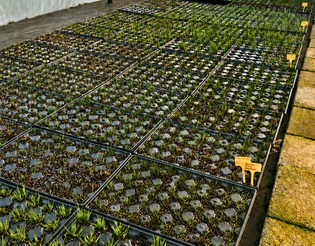 Jonge planten onder folie in de tunnelkas
