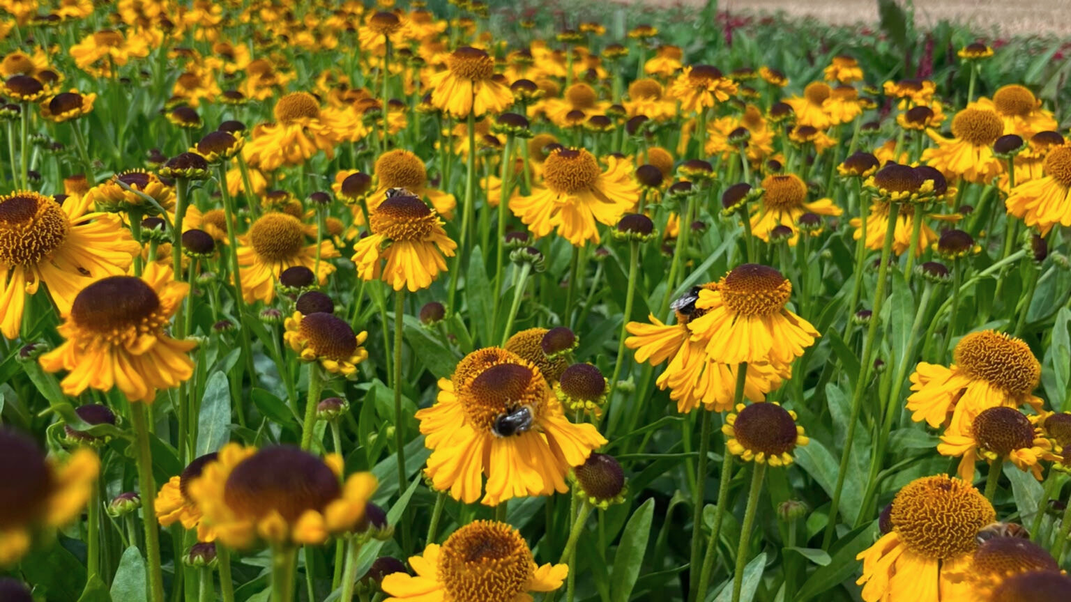 Vaste planten op de kwekerij van Peeters Sierplanten