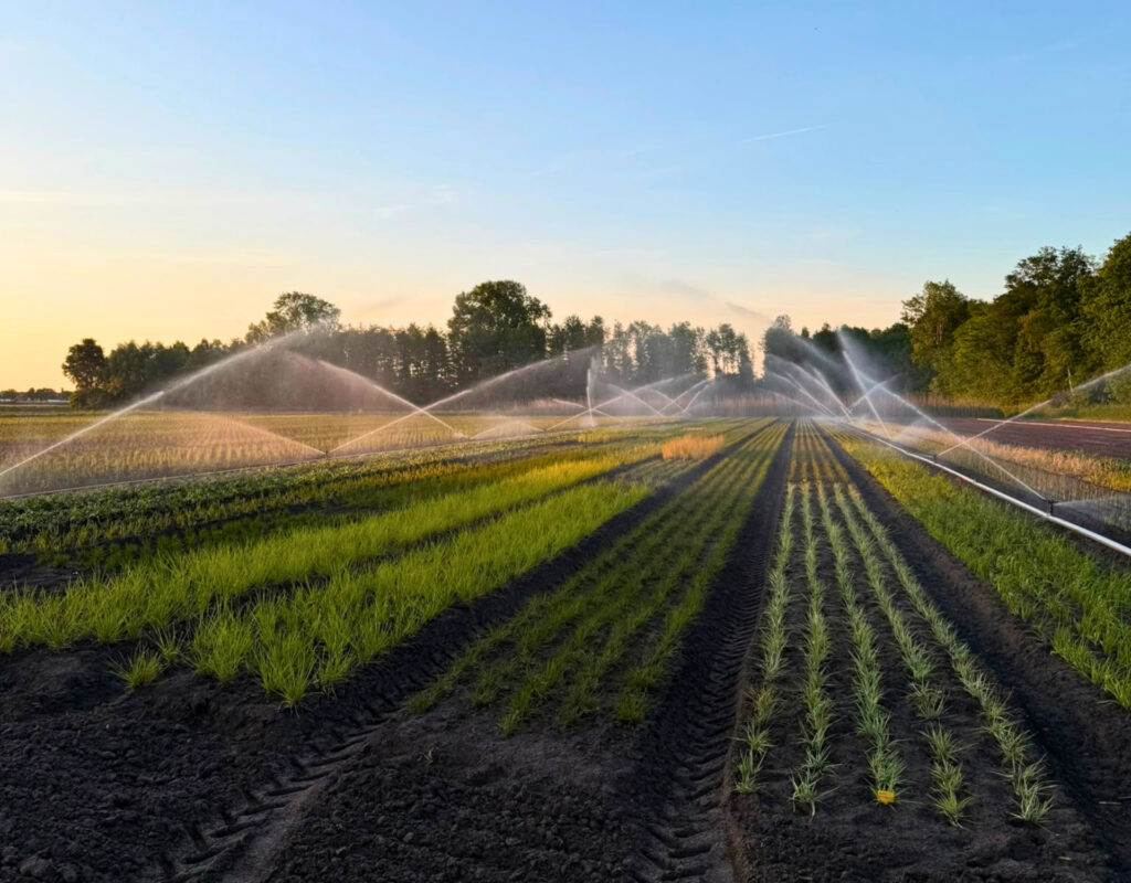 Veld met siergrassen op de kwekerij