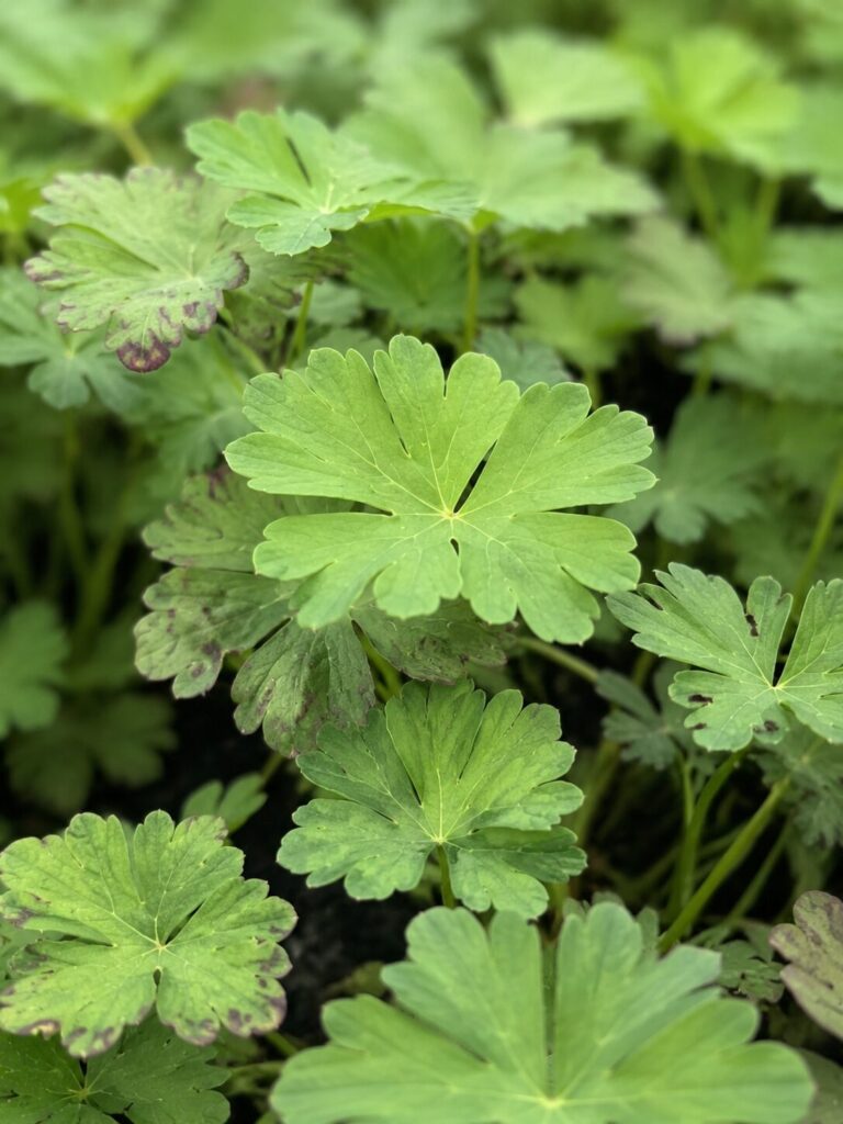 Geranium Cantabrigiense op de kwekerij