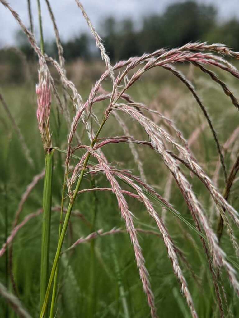 Miscanthus Flamingo op de kwekerij