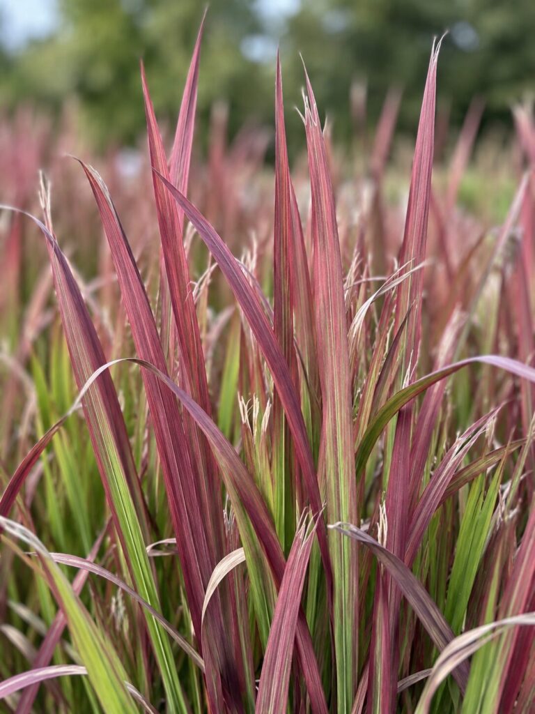 Panicum Shenandoah op de kwekerij