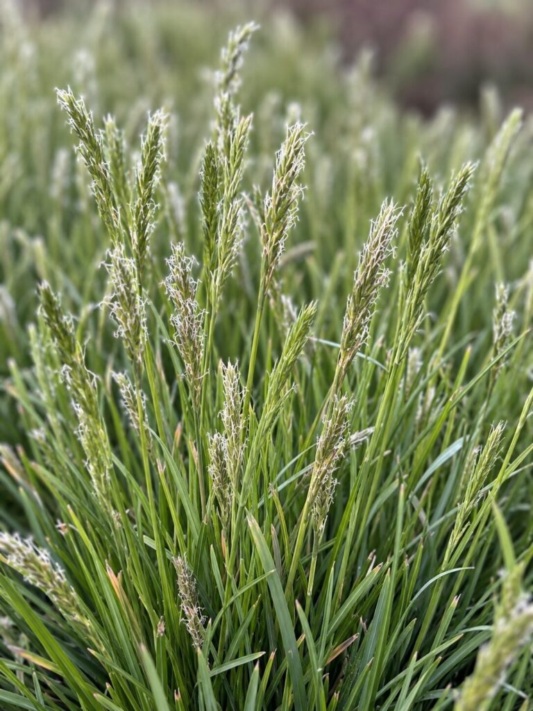 Sesleria Heufleriana op de kwekerij